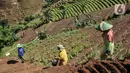 Aktivitas petani bawang merah di lahan pertanian berkonsep terasering, Desa Sukasari Kidul, Kecamatan Argapura, Majalengka, Jawa Barat, Sabtu (29/1/2022). Kecamatan Argapura sebagai sentra pertanian bawang merah di Majalengka juga menawarkan keindahan konsep terasering. (merdeka.com/Iqbal S Nugroho)