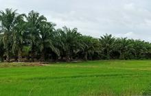Desa Labangka dan Uniba Dorong Pengolahan TKKS Jadi Pupuk Organik, Solusi Petani Sawit
