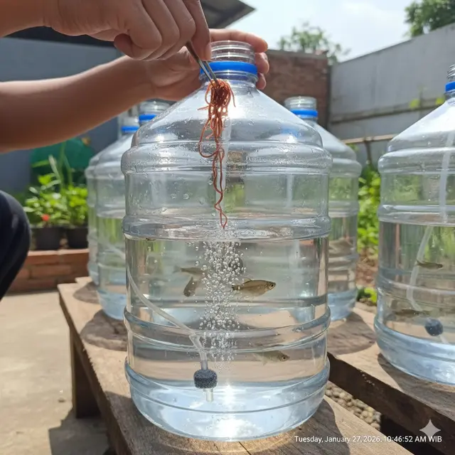 ternak ikan wader