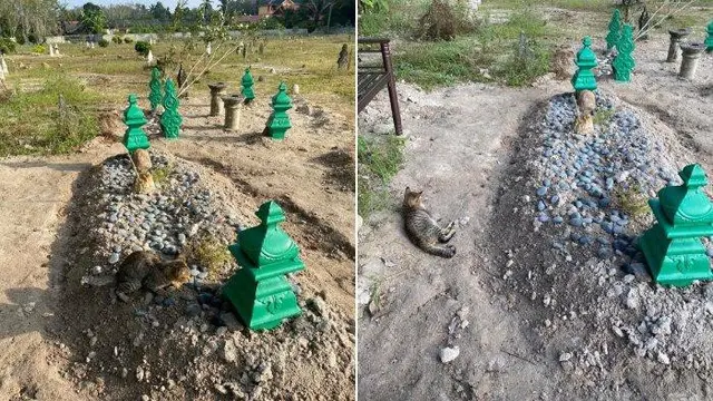 Kucing di Kuburan Majikan