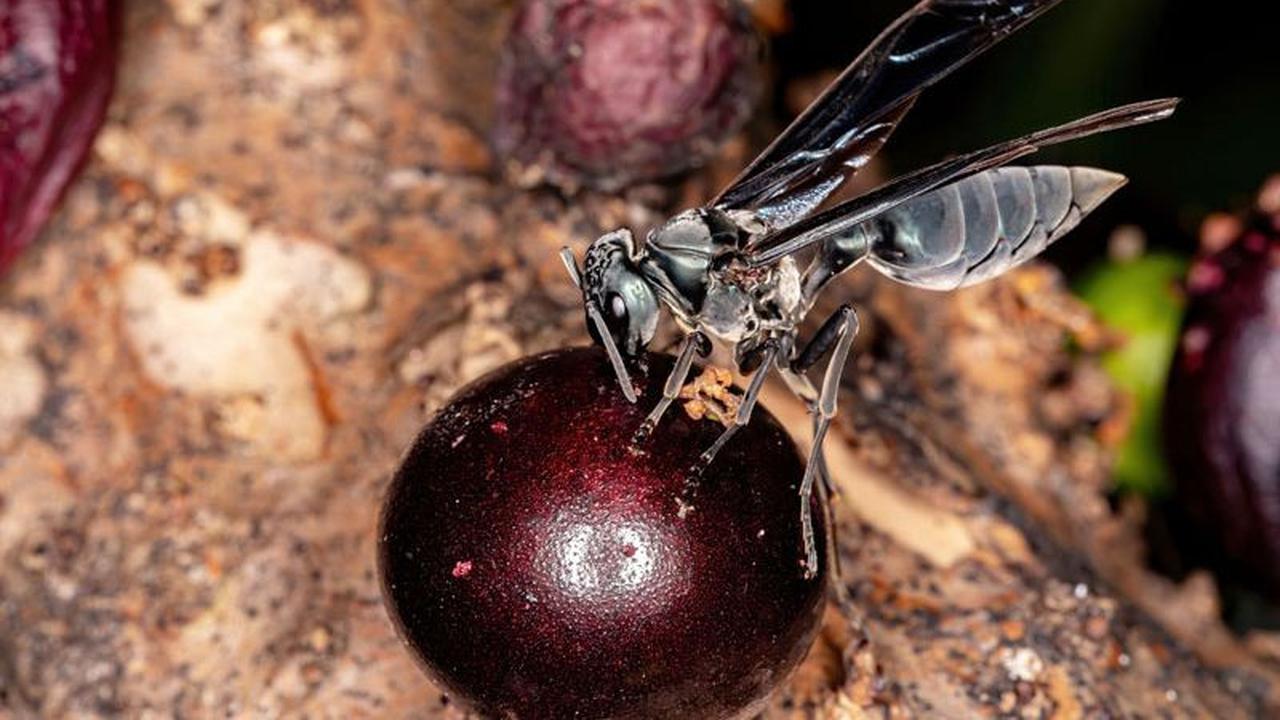 Warrior Wasp