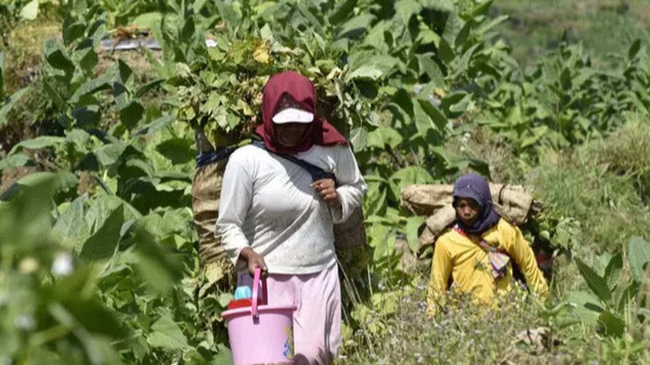 Dulu Kena PHK, Kini Sudarti Bisa Sejahtera Berkat Pertanian Tembakau