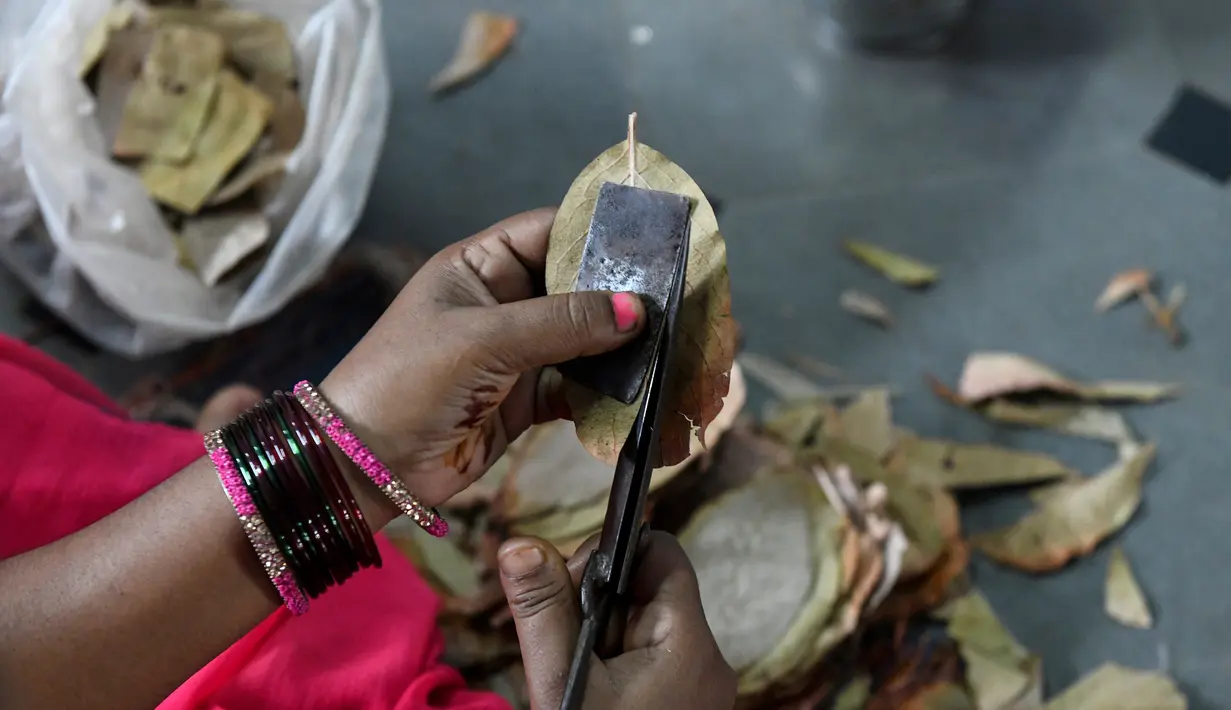 Pekerja memotong daun tendu untuk membuat rokok linting atau beedi di sebuah pabrik di Nizamabad, India, 10 Oktober 2019. Bila sebungkus rokok normal berisi 20 batang adalah 150 rupee, harga sebungkus beedi berisi 15 rokok linting hanya 5 rupee. (NOAH SEELAM/AFP)
