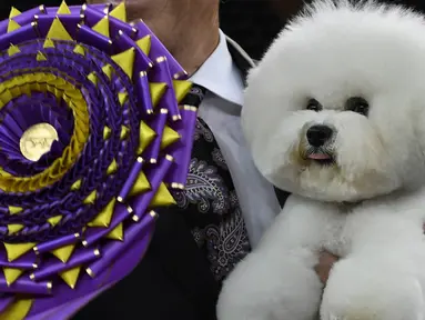 Anjing Bichon Frise bernama Flynn berpose setelah memenangkan "Best in Show" di Westminster Kennel Club 142's Dog Show Tahunan di New York (13/2). (AFP Photo/Timothy A. Clary)