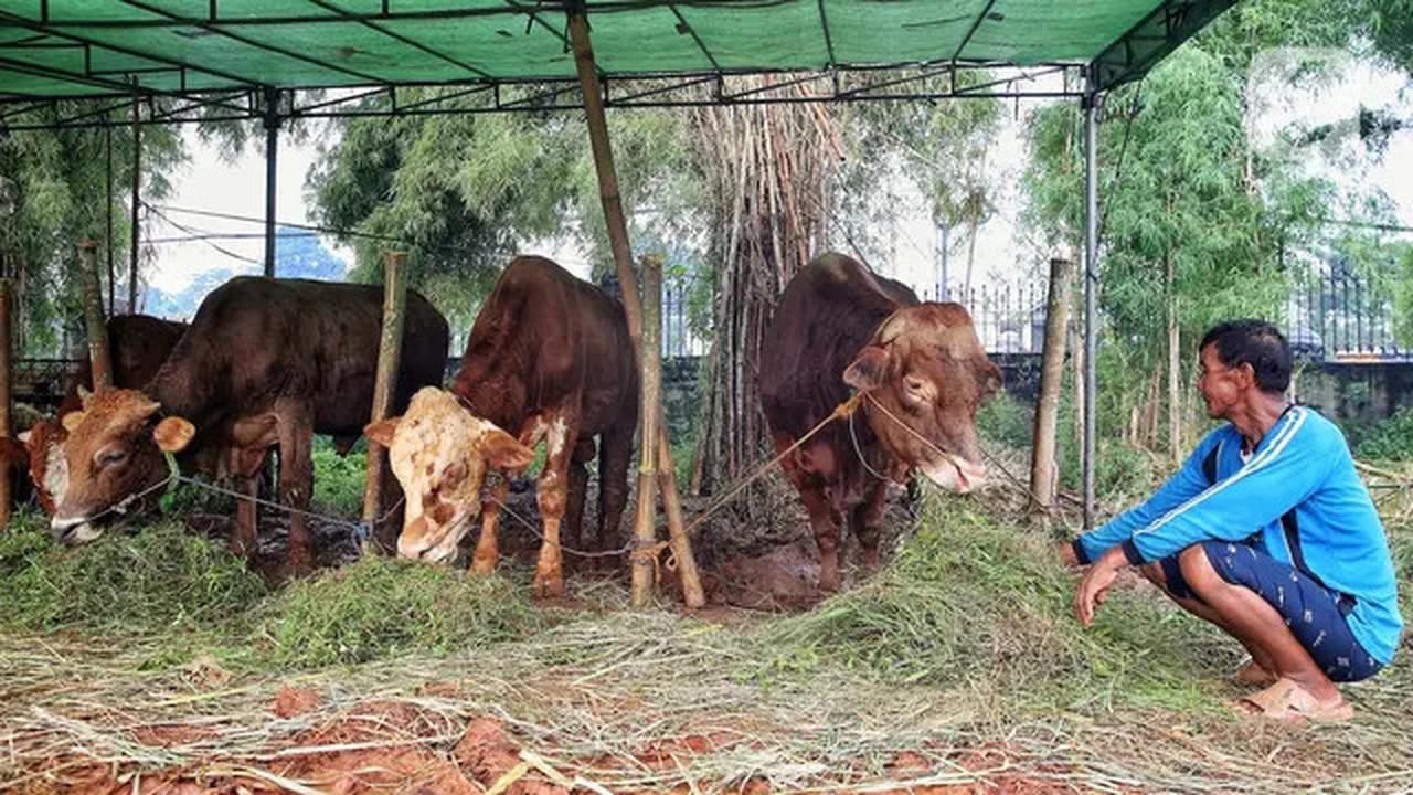 Jelang Idul Adha 1446 Hijriah, Penjualan Hewan Kurban Marak di Jakarta