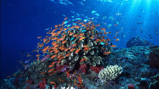 20+ Ide Gambar Sketsa Gambar Terumbu Karang - Tea And Lead