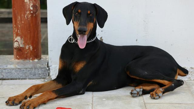 Doberman Pinscher
