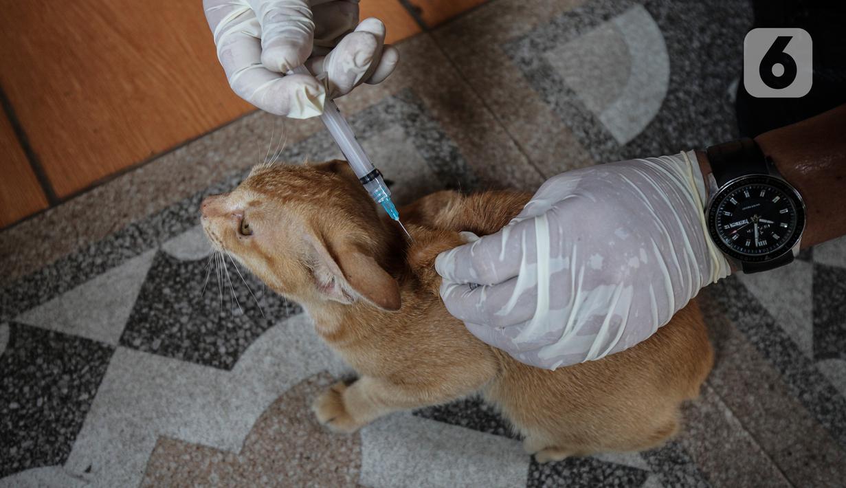 Dokter hewan dari Dinas Ketahanan Pangan dan Pertanian menyuntikkan vaksin rabies pada seekor kucing di Jakarta, Rabu (27/10/2021). Vaksin rabies untuk hewan peliharaan warga ini merupakan program Pemda untuk menjadikan kota Jakarta menjadi ramah hewan atau tanpa rabies. (Liputan6.com/JohanTallo)