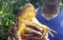Kodok Terbesar di Dunia Bikin Ilmuwan Takjub, Bisa Membuat Kolam Sendiri