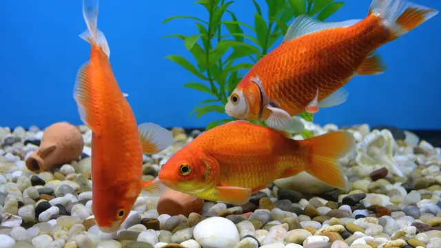 Jenis Ikan Hias Air Tawar Kecil