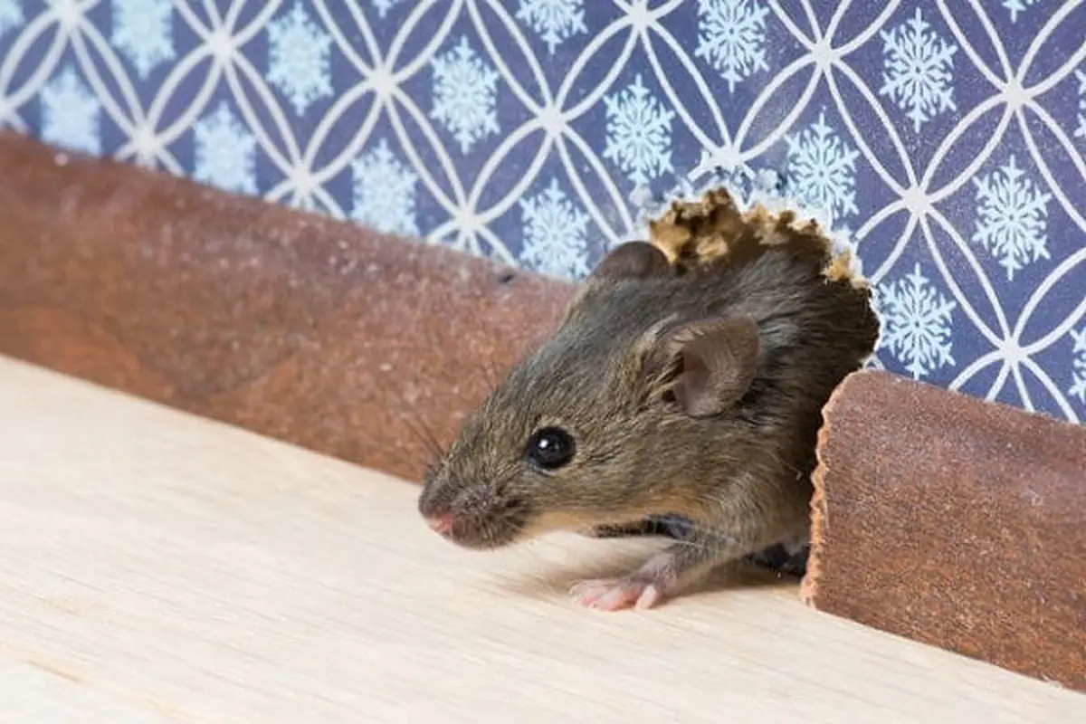 tikus