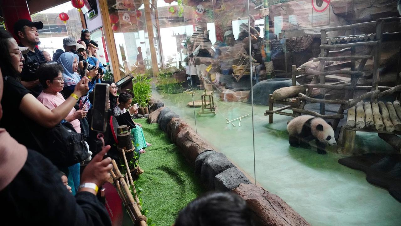 FOTO: Tingkah Lucu Rio Panda Raksasa Kelahiran Indonesia Curi Perhatian Pengunjung