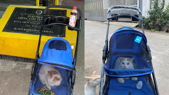 Kucing 2