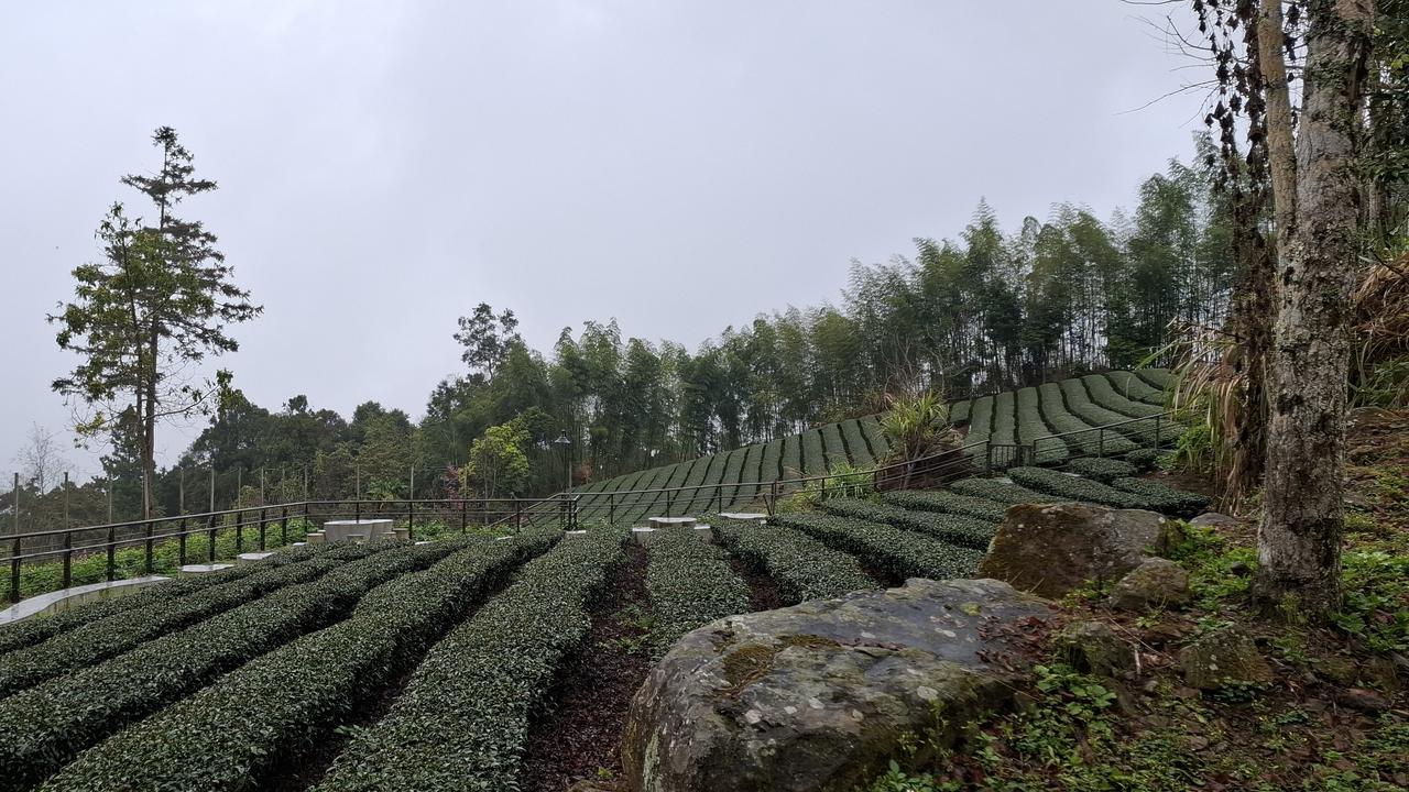 Laporan Liputan6.com dari Taiwan: Menyesap Aroma Teh Oolong di Alishan