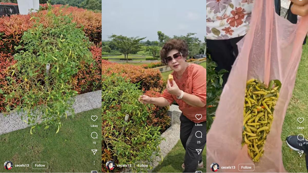 Tak Sengaja Tanam Cabai di Makam, Oma Panen Rawit Segar Setiap Nyekar