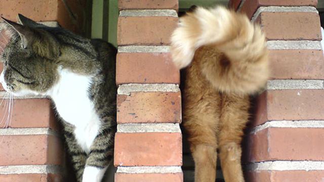 Foto kucing yang pas momennya