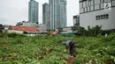  Pada bulan Ramadan sejumlah petani setempat beralih tanam dari sayuran menjadi timun suri karena dinilai mendatangkan keuntungan lebih Jakarta, Selasa (30/5).  Timun suri tersebut dijual seharga Rp7.000-Rp30.000 per buah. (Liputan6.com/Gempur M Surya)