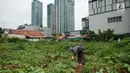  Pada bulan Ramadan sejumlah petani setempat beralih tanam dari sayuran menjadi timun suri karena dinilai mendatangkan keuntungan lebih Jakarta, Selasa (30/5).  Timun suri tersebut dijual seharga Rp7.000-Rp30.000 per buah. (Liputan6.com/Gempur M Surya)