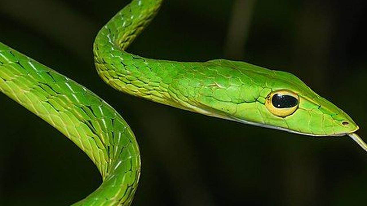 <b>4. Ular Pucuk</b>
