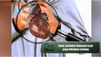 Ada camilan sehat yang secara signifikan mampu kurangi risiko penyakit jantung sekaligus diabetes serta menurunkan berat badan. Berikut lima makanan yang menyehatkan jantung. Saksikan di sini 