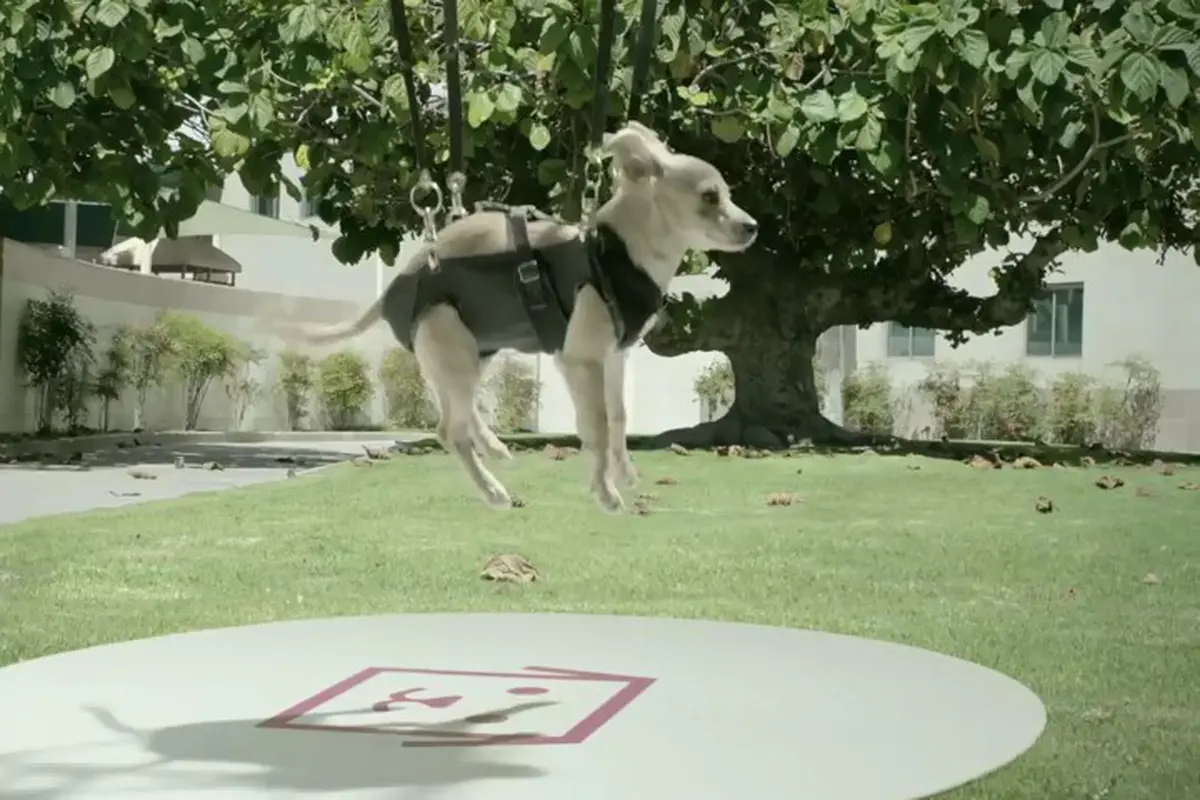 Wow, Pengiriman Anak Anjing Gunakan Drone 