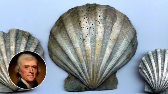 Chesapecten jeffersonius