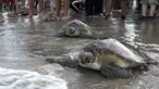 Penyu Hijau (Chelonia mydas) bergerak menuju laut setelah dilepaskan di pantai Kuta, Bali, Sabtu (8/1/2022). Dengan bantuan relawan, TNI AL melepaskan 32 penyu hijau yang mereka sita dalam upaya penyelundupan di perairan pulau wisata Desember 2021 lalu. (AP Photo/Firdia Lisnawati)