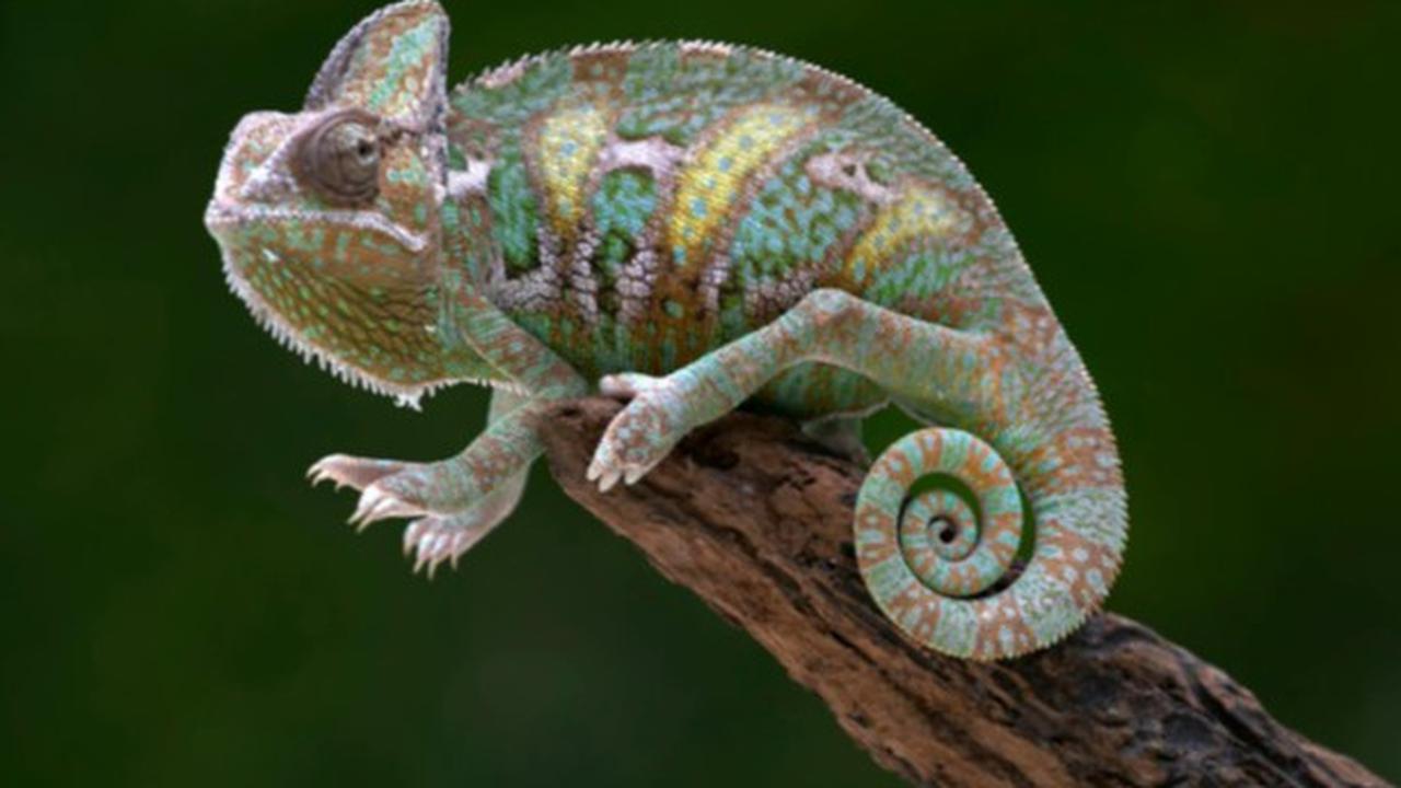 Chameleon