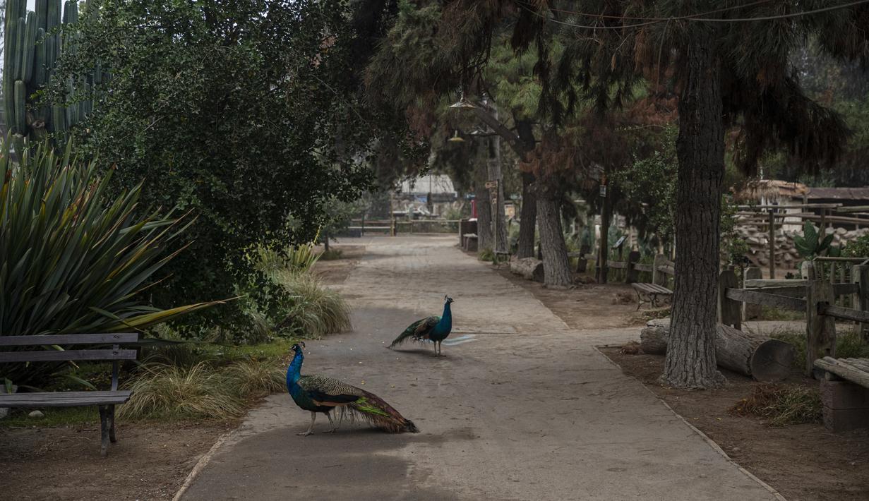 Merak berjalan di jalan setapak yang sepi pengunjung di Kebun Binatang Buin di Santiago, Selasa (15/6/2021). Kebun binatang swasta terbesar di Chile itu membutuhkan sponsor untuk membantu keuangan tempat tersebut, yang sedang mengalami situasi ekonomi yang serius. (AP Photo/Esteban Felix)