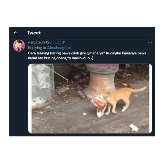 7 Potret Kucing Pulang Ke Rumah Majikan Bawa Oleh-Oleh Ini Bikin Kaget