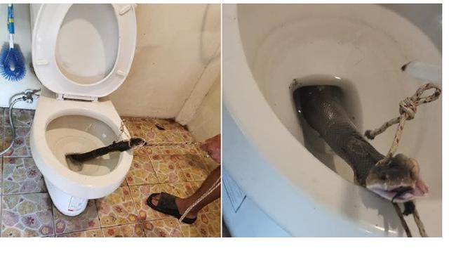 Pria Ini Menemukan Ular Kobra di Toilet Sebelum Menggunakannya, Bikin Merinding