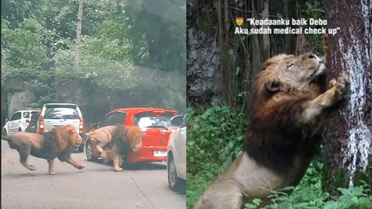 Nasib Singa yang Tabrak Mobil di Taman Safari, Frans: Sudah Medical Check Up