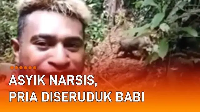 Nasib malang menimpa pria saat main ke hutan. Ia tampak narsis merekam dirinya bersama babi hutan yang jauh darinya. Namun hal yang mengejutkan terjadi kemudian.