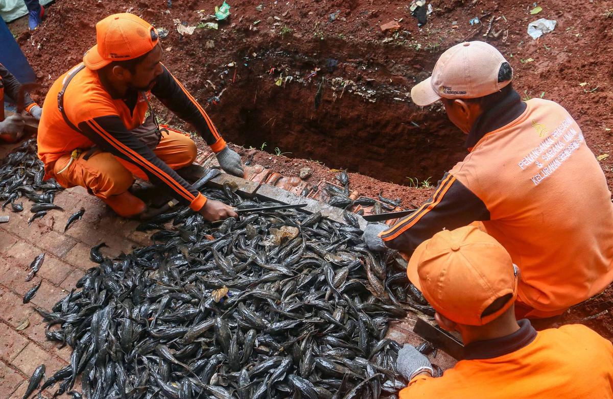 FOTO: TNI AL Bantu  Memusnahkan Ikan Sapu Sapu di Setu babakan