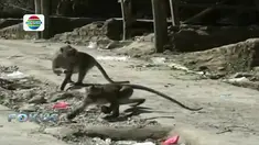 Para pedagang bersikap waspada sambil menjajakan dagangannya dari serbuan kera.