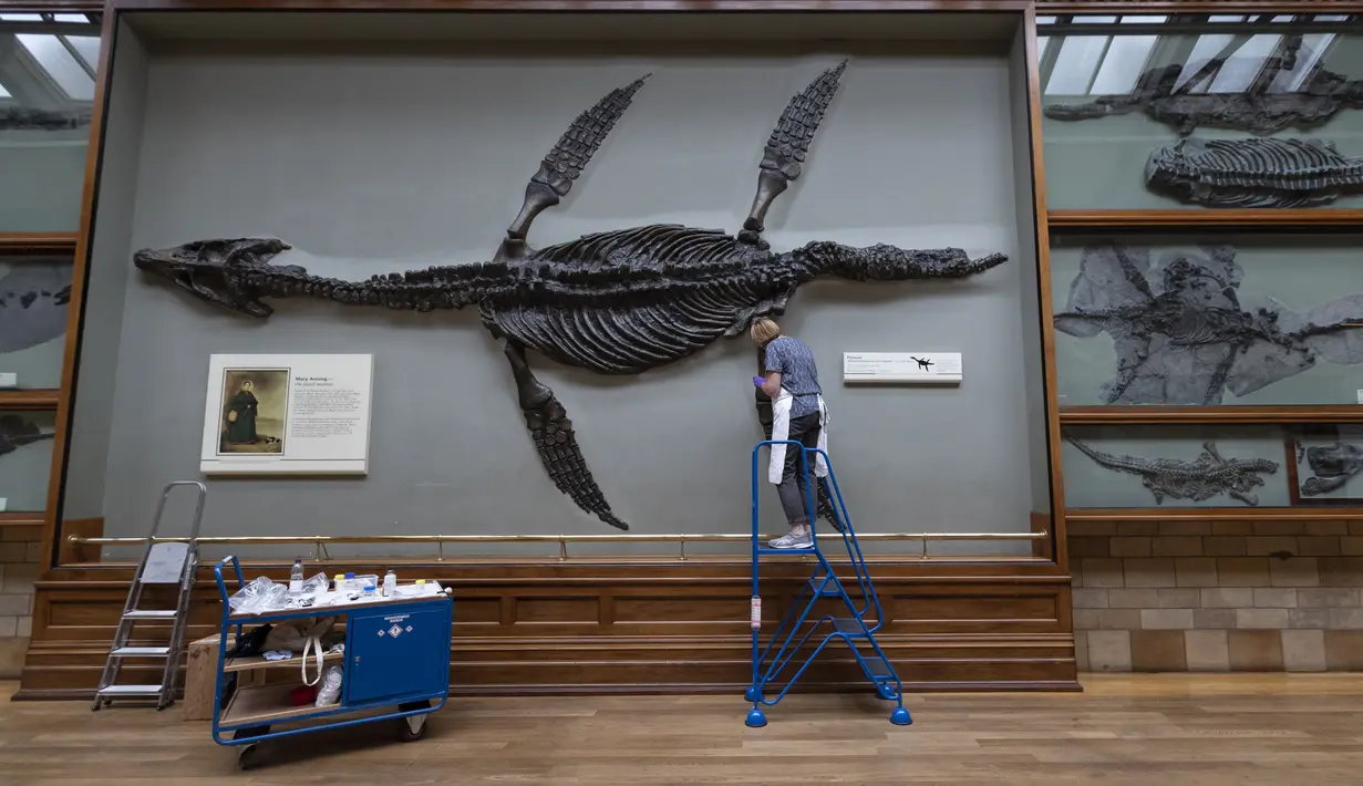Seorang staf memperbaiki warna pada sebuah fosil yang dipajang di Hintze Hall, Museum Sejarah Alam, London, Inggris, Senin (27/7/2020). Museum Sejarah Alam London akan kembali dibuka mulai 5 Agustus mendatang. (Xinhua/Han Yan)