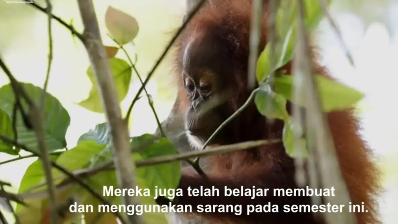 Kisah Siti dan Sudin Si Anak Orang Utan Sumatera Korban Perdagangan Ilegal Belajar di Sekolah