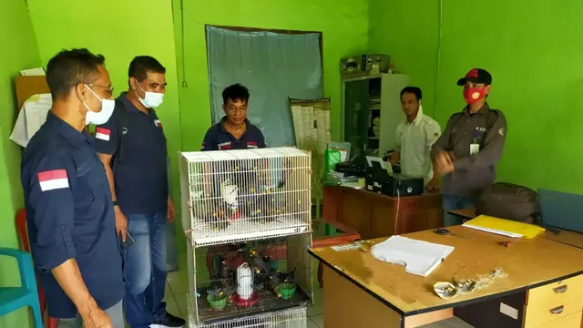 Petugas BKSDA NTT wilayah Labuan Bajo, sedang memeriksa burung Jalak Tunggir, yang diselumdupkan oleh seoarang yang berasal dari malang. (Liputan6.com/ Dionisius Wilibardus)