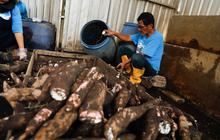 Kampung Singkong Salatiga Berharap Jadi Destinasi Wisata Unggulan, Dongkrak Ekonomi Lokal