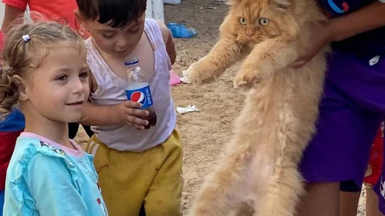 FOTO: Tiga Ekor Kucing Lucu Ini Bawa Kegembiraan Anak-Anak Palestina di Pengungsi Khan Younis Jalur Gaza