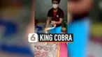 King Cobra