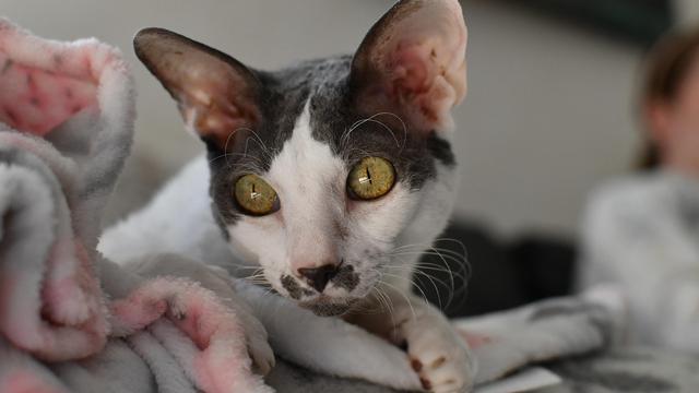 Cornish Rex