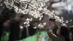 Pengunjung perempuan yang mengenakan masker mengambil foto bunga sakura musiman di Taman Ueno, Tokyo, Jepang pada 24 Maret 2022. Taman Ueno merupakan salah satu tempat menikmati mekar Bunga Sakura paling populer di Tokyo. (AP Photo/Eugene Hoshiko)