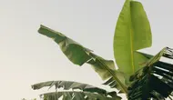 Cara Menyimpan Daun Pisang agar Tetap Lentur untuk Berbagai Kebutuhan Masakan