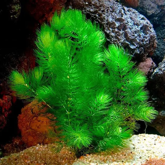Ceratophyllum Demersum