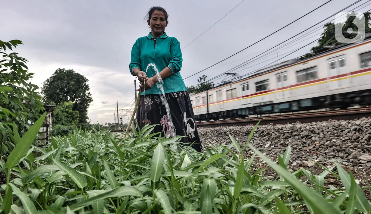 Wiwin (51) melakukan perawatan tanaman sayur di Kebun Kesehatan, RT 004/008, Cipinang Lontar, Jakarta, Senin (8/3/2021). Jenis sayur yang ditanam antara lain kangkung, sawi, pokcai, singkong, kemangi, bayam, dan kelor. (merdeka.com/Iqbal S Nugroho)