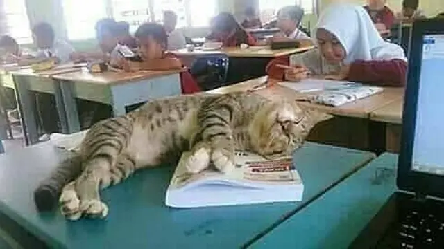 Gemas Banget, 7 Foto Kocaknya Kalau Kucing Sekolah