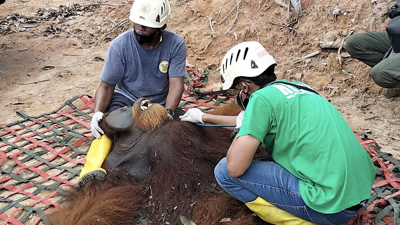 Sempat Masuk ke Perkebunan Warga, Orangutan Sumatra Akhirnya Dilepasliarkan ke TNGL di Langkat