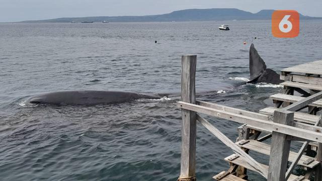 Paus Sperma terdampar di perairan Bulsan Banyuwangi (Hermawan Arifianto/Liputan6.com)