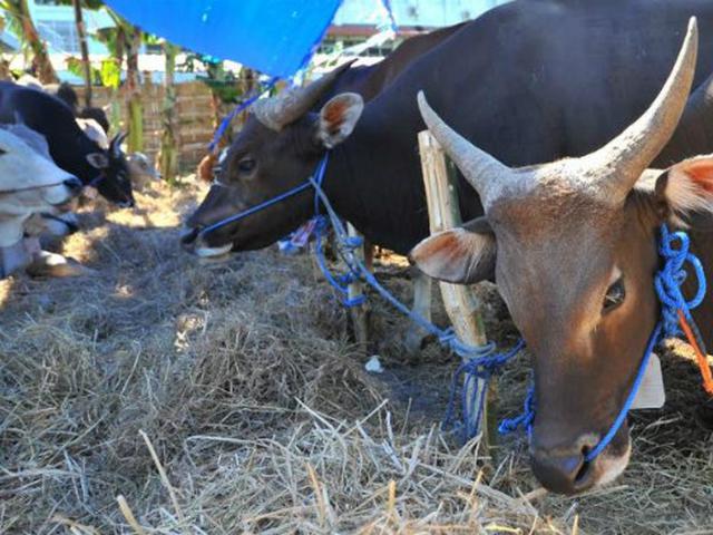 Simak Aturan Pemotongan Hewan Kurban Di Tengah Pandemi Corona Bisnis Liputan6 Com